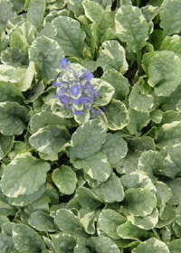 Ajuga reptans 'Silver Queen'